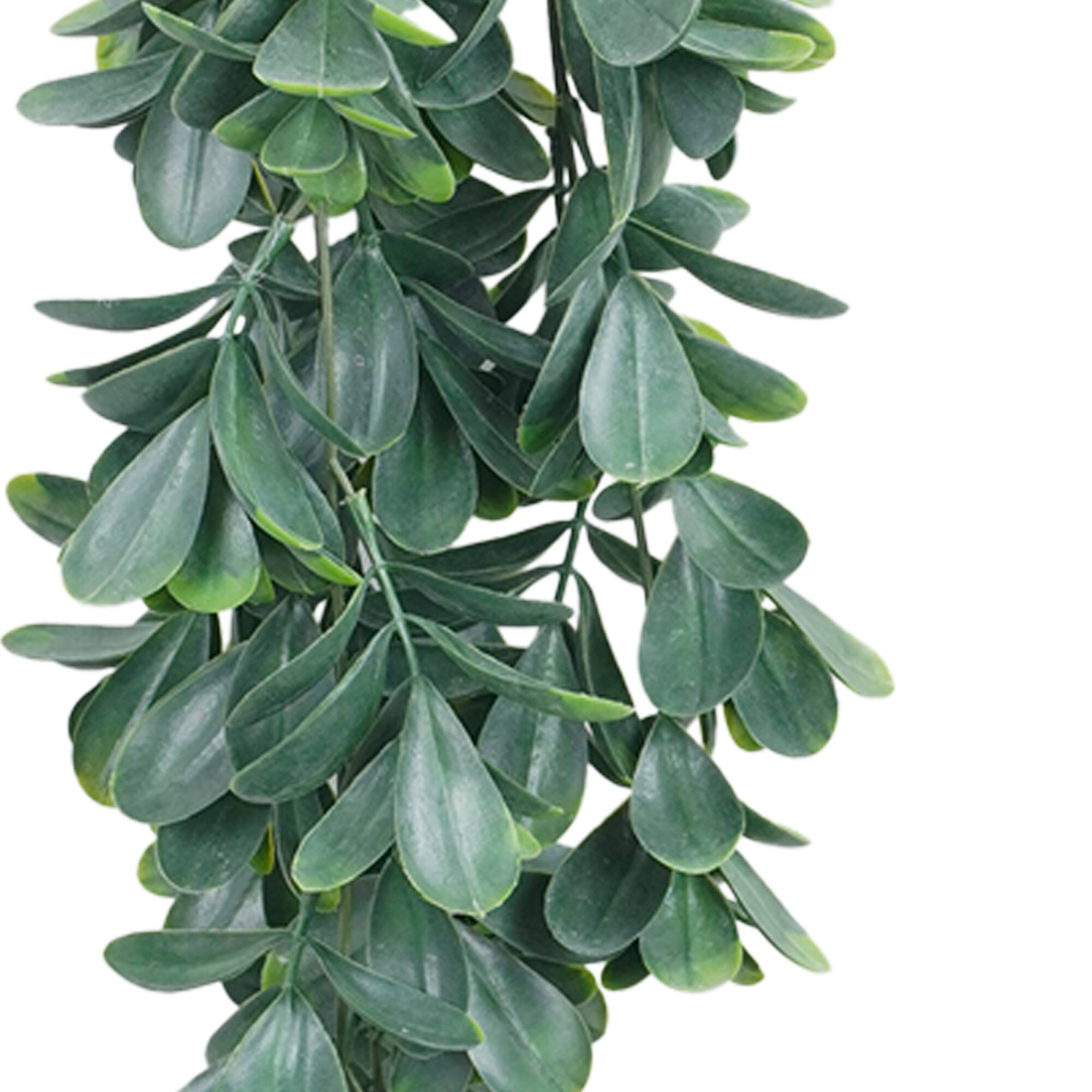 30" Trailing Jade Bush by Ashland®